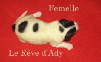 Chippy du Rêve d'Ady