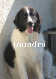 Toundra Du mas d' elronde