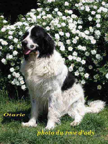 Otarie de la Clairiere aux Cerfs