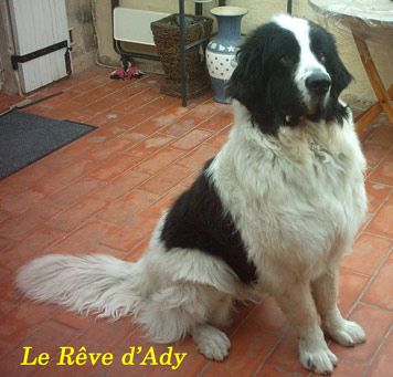 Belle dit curly du reve d'Ady