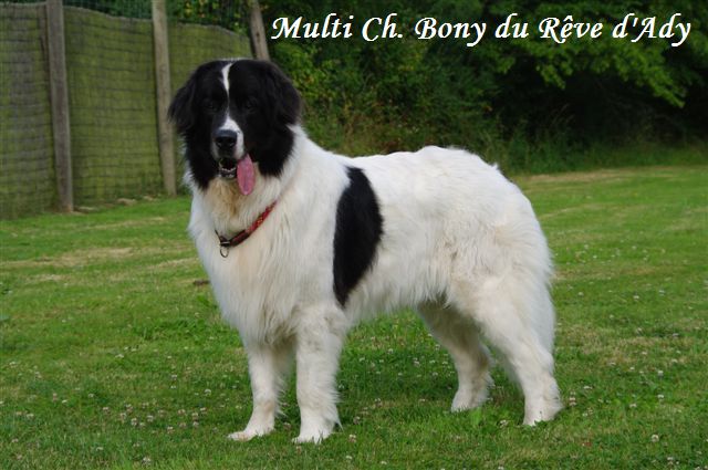 CH. Bony du reve d'Ady