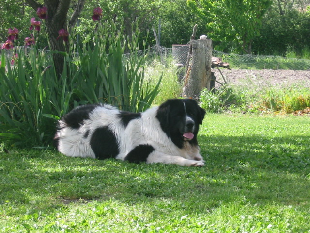 Rocky du reve d'Ady
