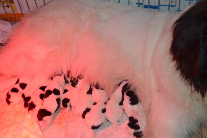 du reve d'Ady - des bébés à réserver....