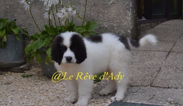 du reve d'Ady - Landseer type continental europeen - Portée née le 16/05/2017