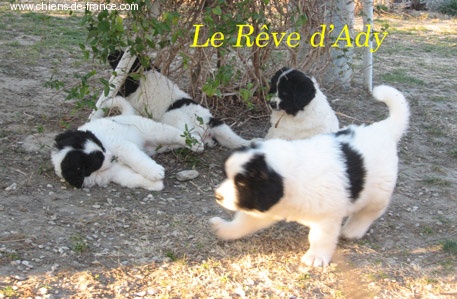 du reve d'Ady - Landseer type continental europeen - Portée née le 30/10/2007
