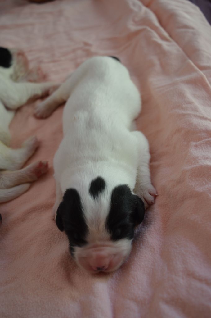 du reve d'Ady - Landseer type continental europeen - Portée née le 17/08/2021