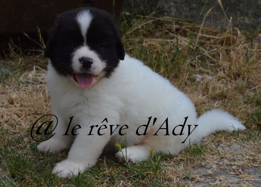du reve d'Ady - Landseer type continental europeen - Portée née le 16/05/2017